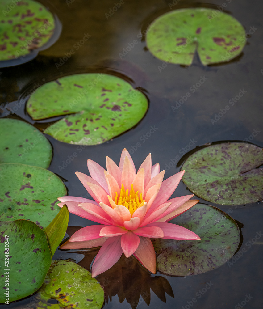 Single Water Lily Nymphaeaceae in pond against a dark background Single Water Lily Nymphaeaceae in pond against a dark background