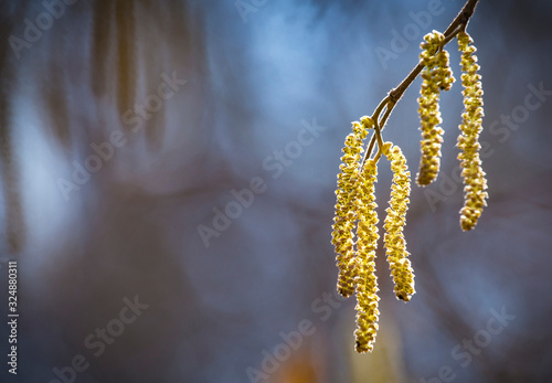 Spring flowers catkins of Common hazel (Corylus avellana) similar to earrings in sunlight, spring background. Free space for text. photo