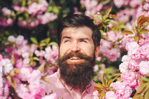 Bearded stylish man in pink flowers. Spring day. Spring pink sakura blossom. Handsome smiling bearded man outdoors.