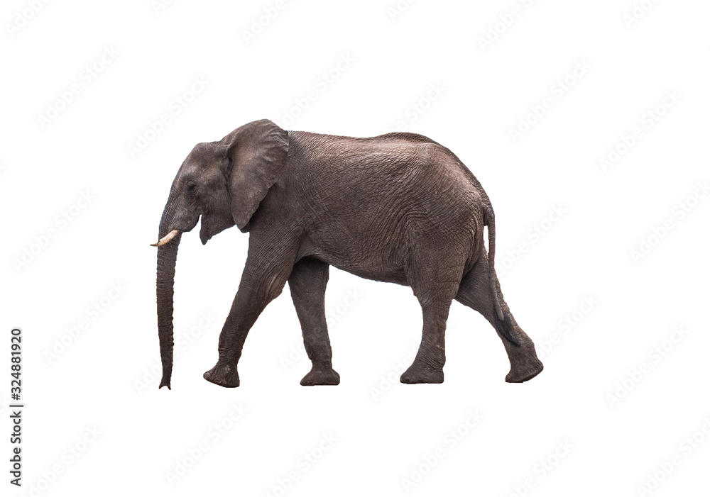 Obraz premium Side view African Elephant walking , isolated.
