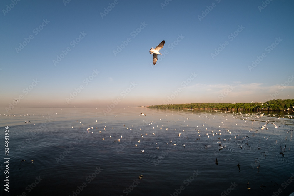Fototapeta premium On the coast of the Gulf of Thailand With seagulls flying out to find food on the beach in the morning
