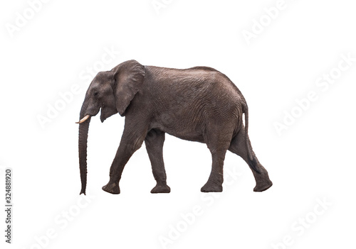 Side view African Elephant walking ,  isolated.