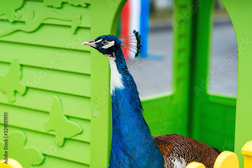 Peafowl portrait. Feeder for peafowl. Zoological garden. Peacock bird standing outdoors in a garden. photo