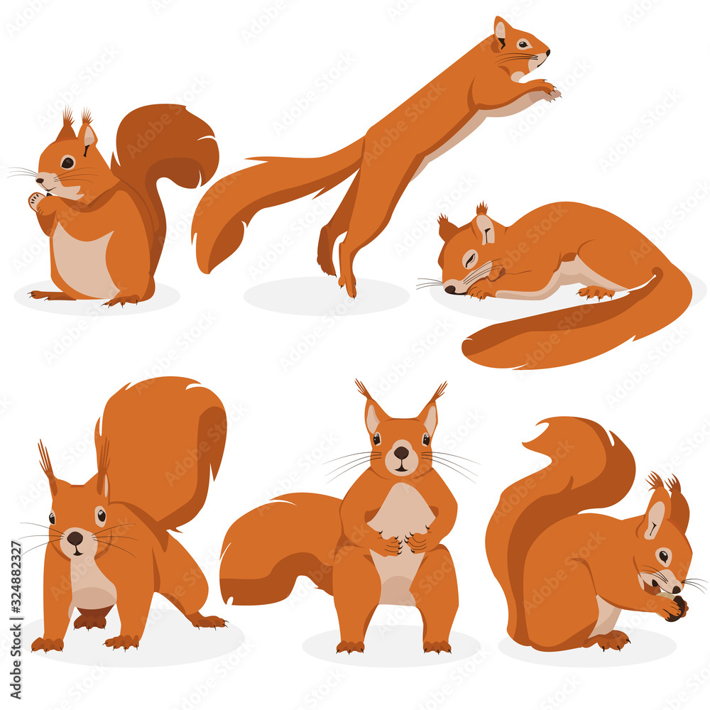Vector set of squirrels in different poses. Illustration of squirrels with different emotions Vector set of squirrels in different poses. Illustration of squirrels with different emotions