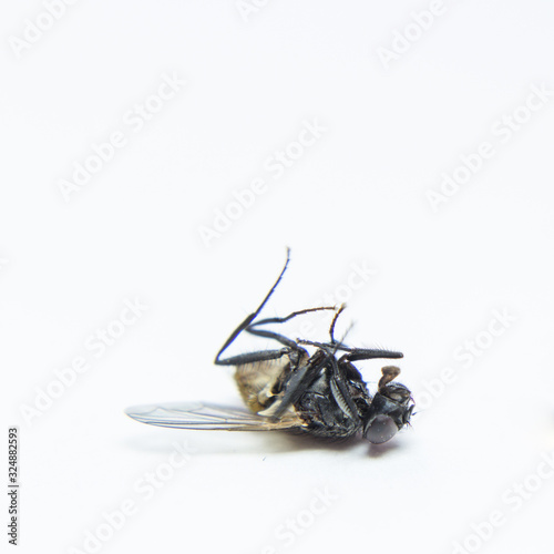 A macro shot of fly on a white background. Fly isolated on white background