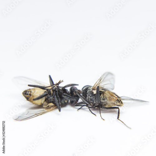 A macro shot of fly on a white background. Fly isolated on white background