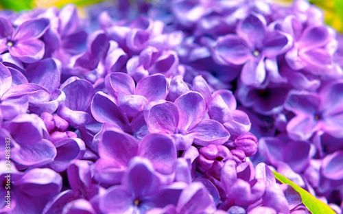 beautiful dark purple fresh lilac macro on a pink background  violet background  spring background  place for text  top view