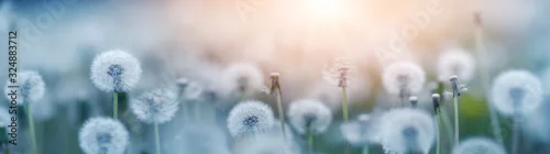 Panel kuchenny z motywem Green field with white and yellow dandelions outdoors in nature in summer