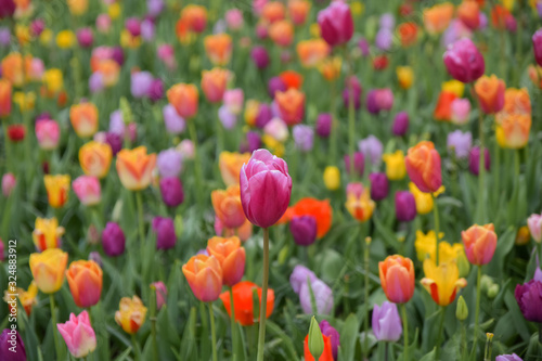 Fototapeta Naklejka Na Ścianę i Meble -  Multicolored tulip background in a park in Holland