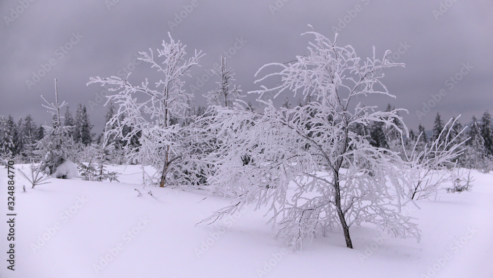 custom made wallpaper toronto digitalFrozen young trees with a lot of fresh deep snow around in Å umava mountains during winter day