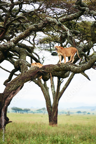 Roaring lioness in the tree