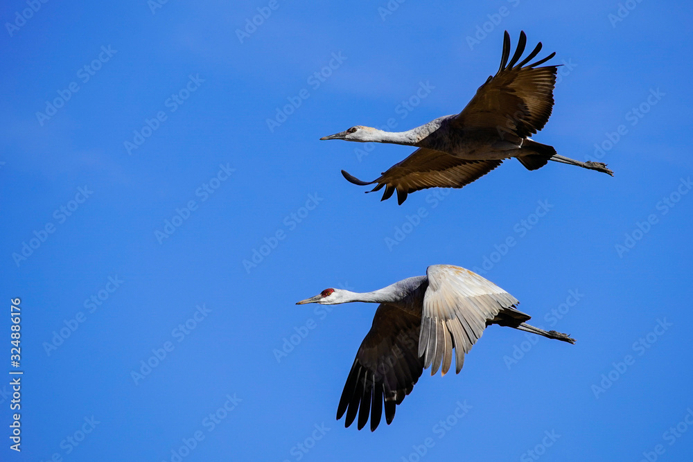 Fototapeta premium Sandhill Crane - Flight