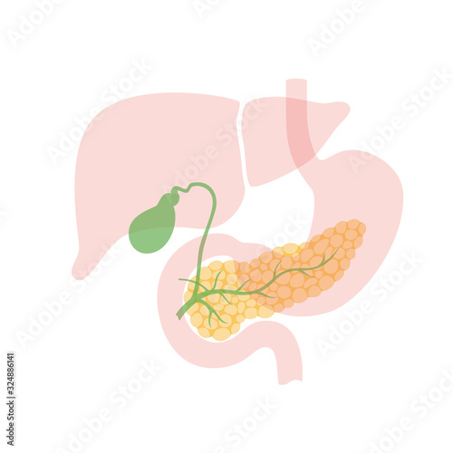pancreas and gallbladder
