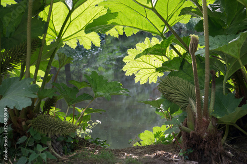 Magique magic sunlit forest foret