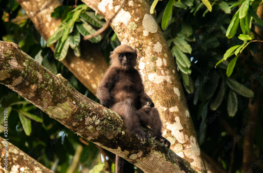 Obraz premium Nilgiri Langur with baby, Topslip, Tamilnadu, India