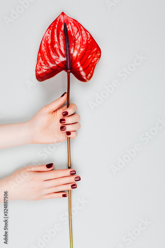 Red manicure with flower - Anthurium bordo. Concept of stylish manicure. Flat lay style.