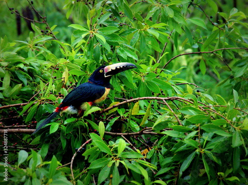 Photos Collared aracari toucan in a treetop at tikal, Guatemala