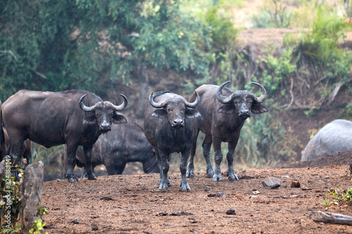 Herd of African buffalo standing guard