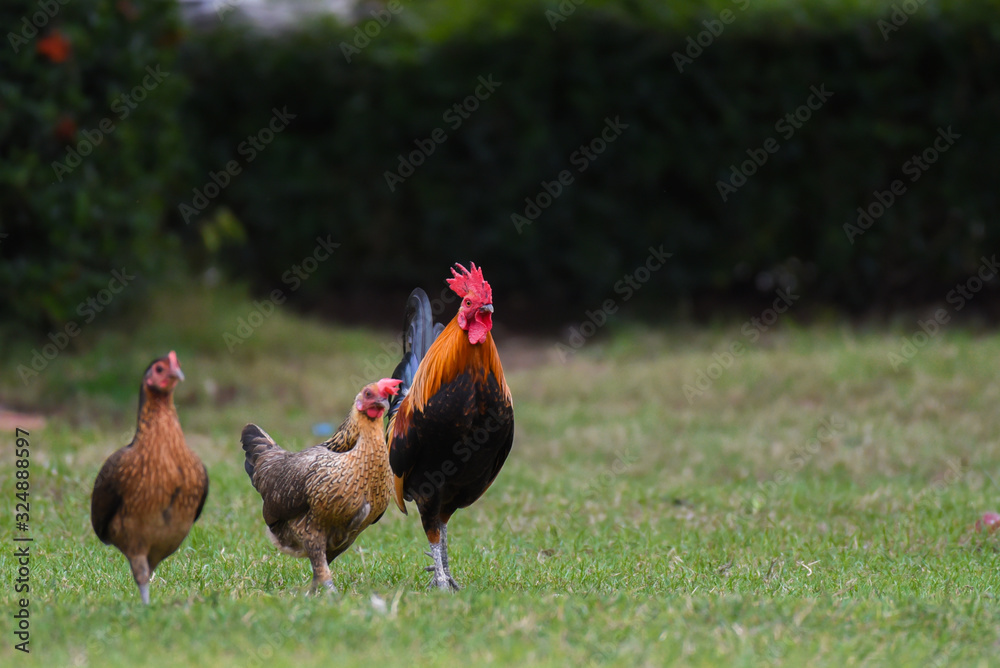 Fototapeta premium Three chickens walking in the garden.