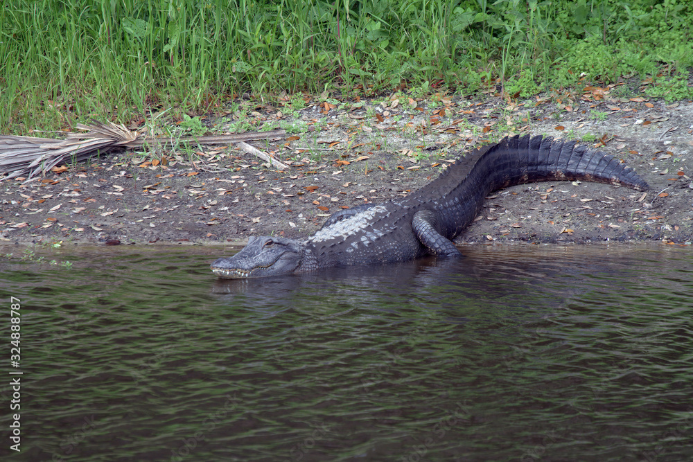 alligator entering water alligator entering water
