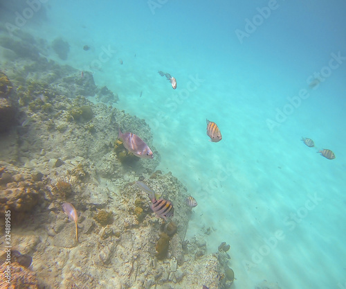 Snorkeling In The Caribbean, St. Thomas, United States Virgin Islands, Best Striped Tropical Fish, Colorful Underwater Coral Reef, Marine Life Background, Undersea Scenic Wallpaper, Ocean Wildlife
