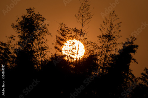 Sunrise with Tree silhouette at topslip, tamilnadu, India  photo