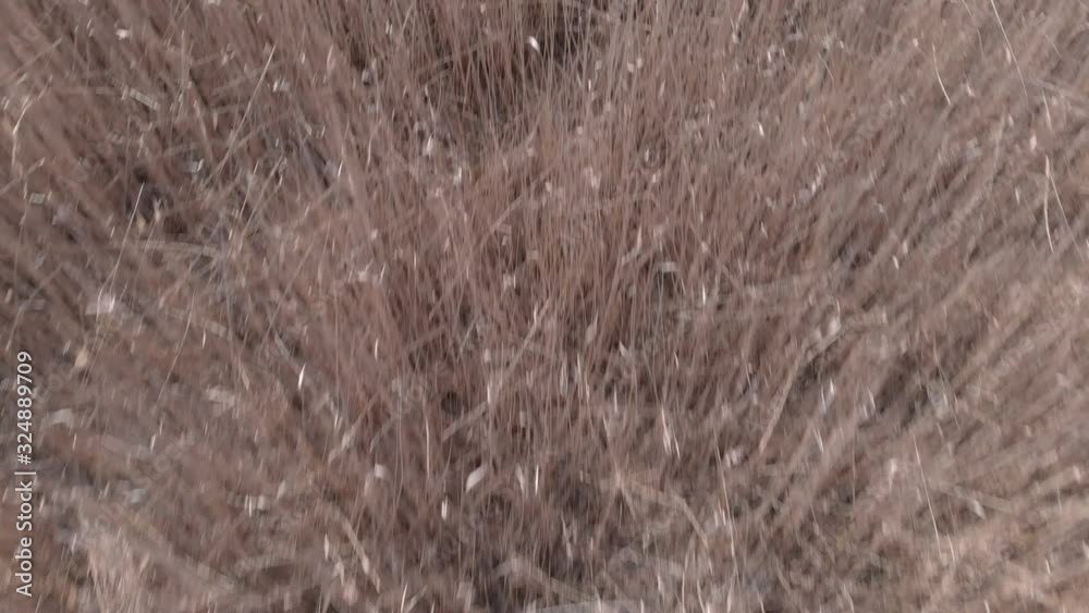 Wetlands with dry reeds. View from above Wetlands with dry reeds. View from above