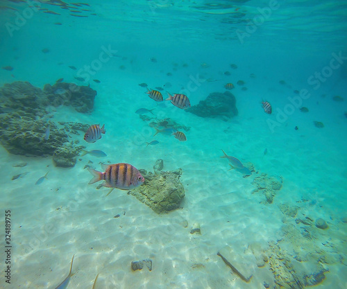 Snorkeling In The Caribbean, St. Thomas, United States Virgin Islands, Best Striped Tropical Fish, Colorful Underwater Coral Reef, Marine Life Background, Undersea  Scenic Wallpaper, Ocean Wildlife