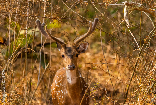 Spotted deer at Parambikulam Tiger reserve, Tamilnaud, India