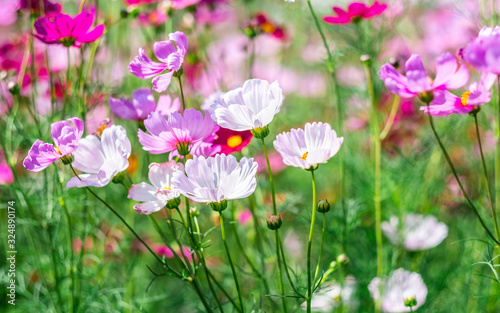 Cosmos flowers bloom in the rainy season in the garden.