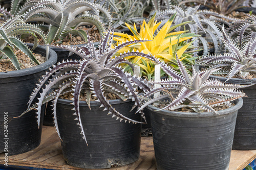 Selective focus Encholirium plant in the garden.Close up Bromeliad plant or Dyckia hybrid bromeliad on black pot. photo