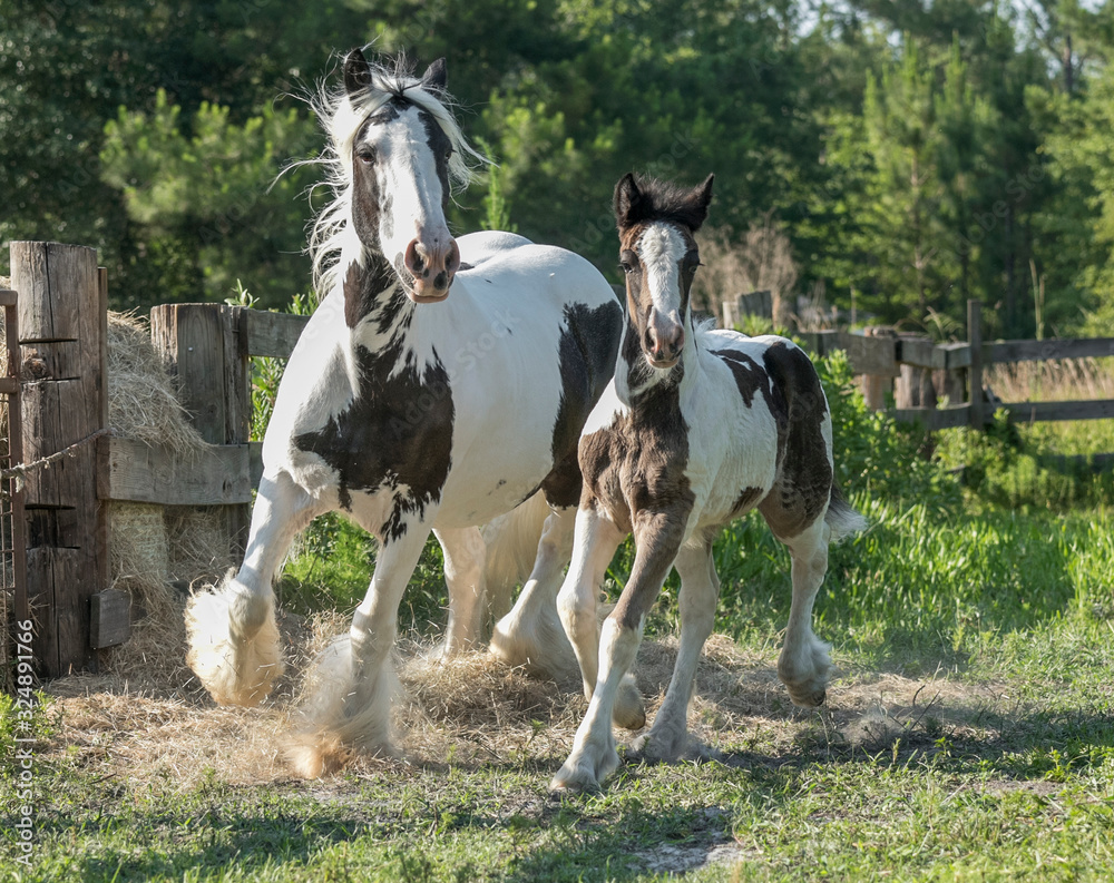 gypsy vanner mare with foal in paddock gypsy vanner mare with foal in paddock