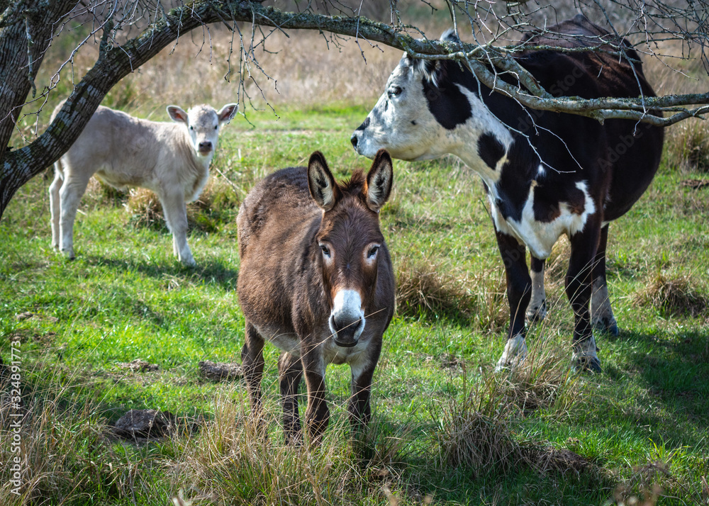 The guardian of the pasture! The guardian of the pasture!