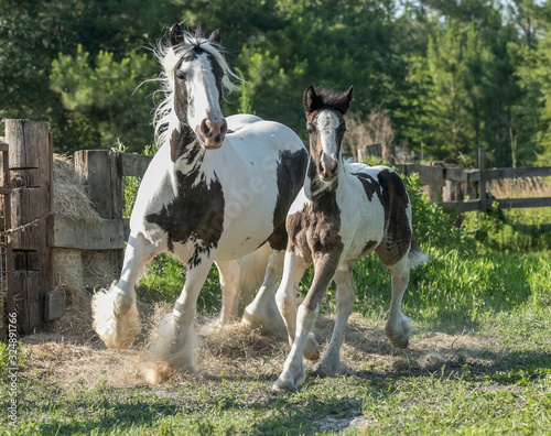 gypsy vanner mare with foal in paddock