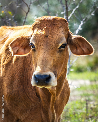 Cow posing for a portrait!