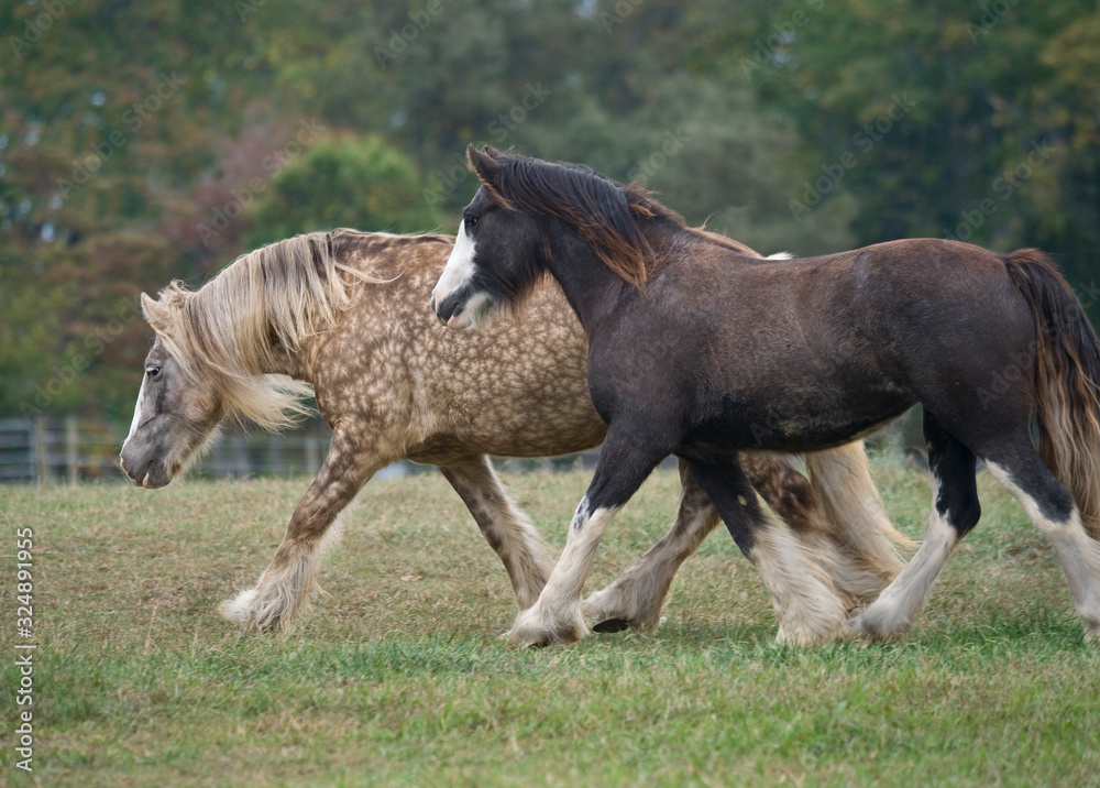 Gypsy Cob horse mares running in grass padock Gypsy Cob horse mares running in grass padock