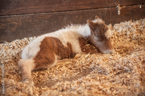 Fotografi Miniature horse newborn foal sleeping on saahavings bed in barn stall