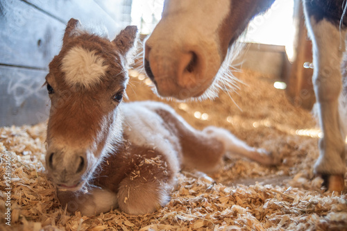Miniature horse newborn foal with mare in barn stall