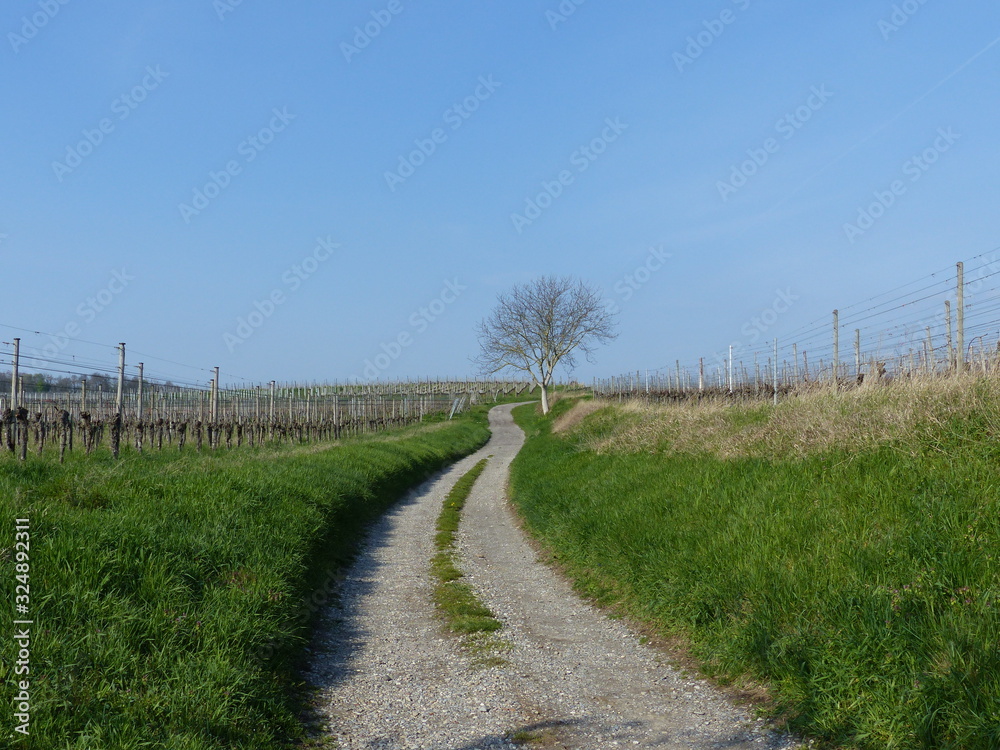Feldweg durch die Weinberge am Kaiserstuhl