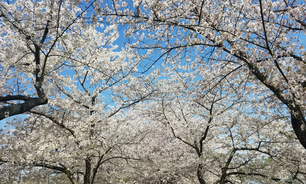 Blooming cherry trees in spring Blooming cherry trees in spring