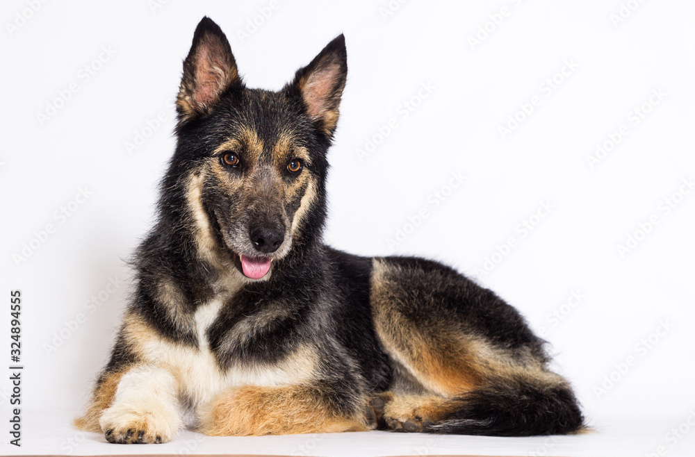 Mongrel dog lies on a white background