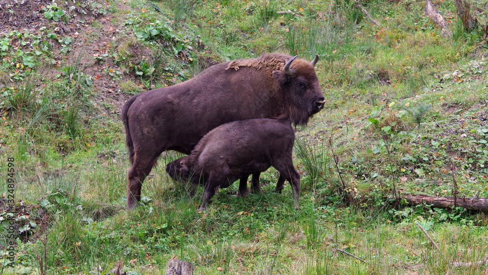 The European bison (Bison bonasus), also known as wisent The European bison (Bison bonasus), also known as wisent