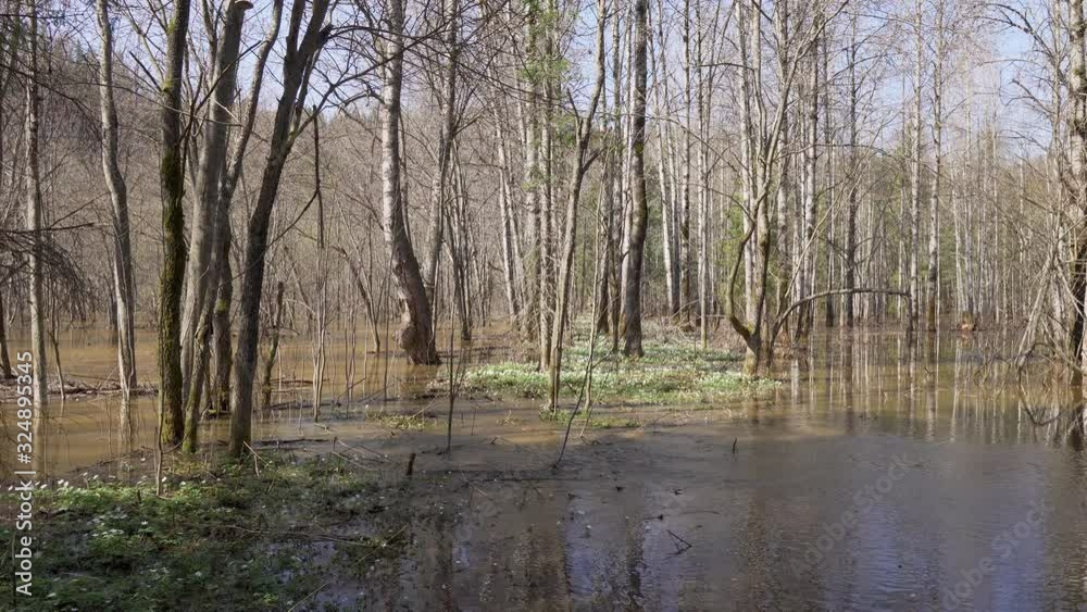 High water in spring forest, flooded trees underwater after river flood High water in spring forest, flooded trees underwater after river flood