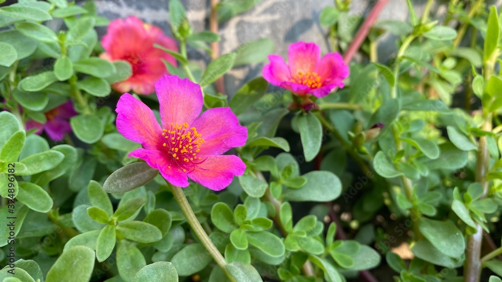 Macro shot of a beautiful and Portulaca flower. Pink and yellow flower on a green background. In the tropical garden. Real nature flowers. Macro shot of a beautiful and Portulaca flower. Pink and yellow flower on a green background. In the tropical garden. Real nature flowers.