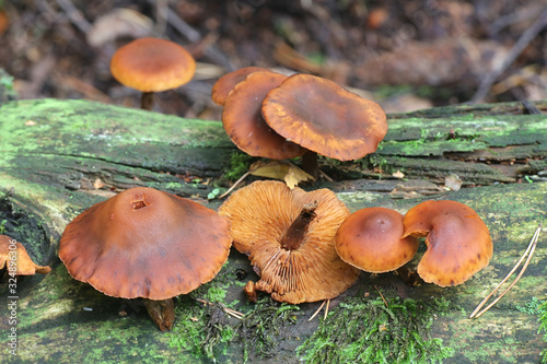 Gymnopilus picreus, a rustgill mushroom from Finland