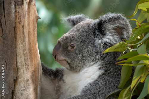 Koala australiano descansando en una rama © Azahara
