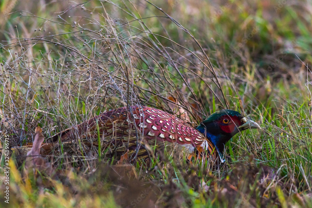 Common pheasant (Fasianus colchicus)