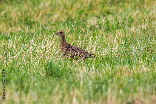Obraz na płótnie Common pheasant (Fasianus colchicus) w salonie