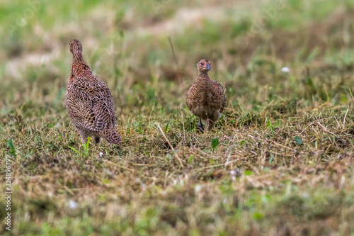 Obraz na płótnie Common pheasant (Fasianus colchicus) w salonie