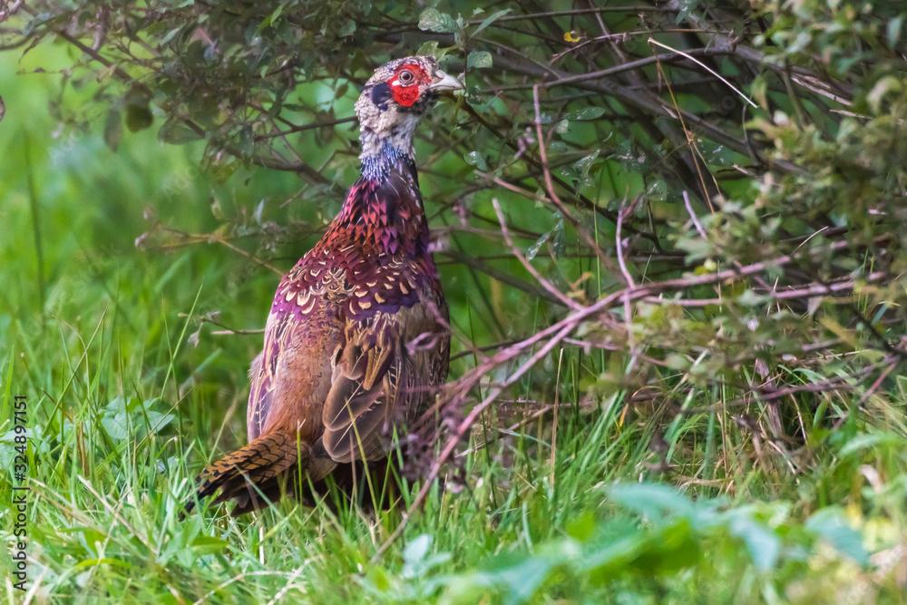 Common pheasant (Fasianus colchicus)